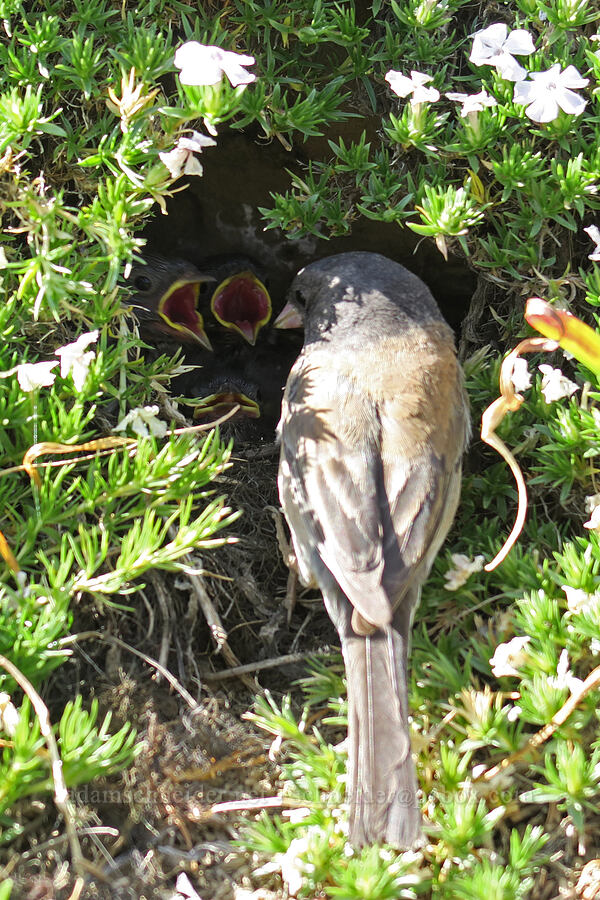 Oregon junco nest (Junco hyemalis) [Hurricane Hill Trail, Olympic National Park, Clallam County, Washington]