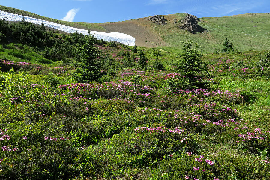 pink mountain heather (Phyllodoce empetriformis) [Hurricane Hill, Olympic National Park, Clallam County, Washington]