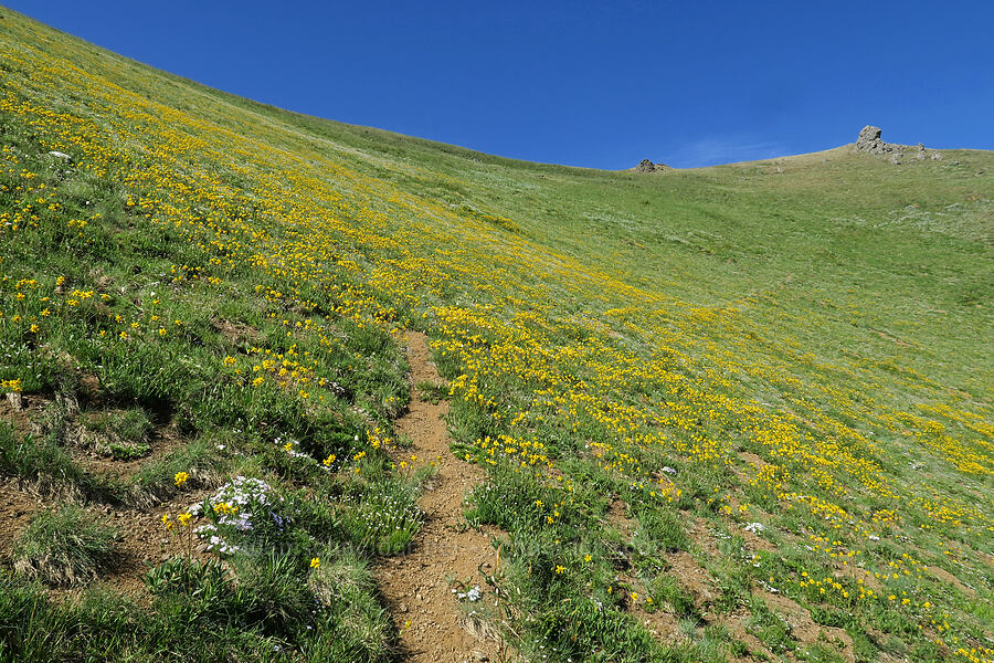 wildflowers [Hurricane Hill, Olympic National Park, Clallam County, Washington]