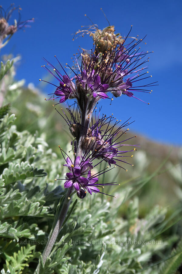 silky phacelia (Phacelia sericea) [Hurricane Hill, Olympic National Park, Clallam County, Washington]