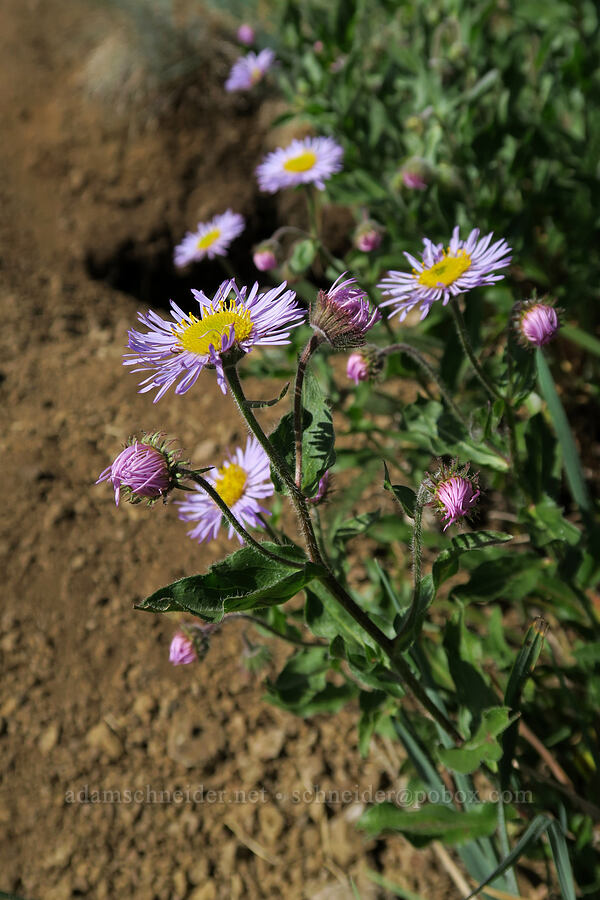 showy fleabane (Erigeron speciosus) [Hurricane Hill, Olympic National Park, Clallam County, Washington]