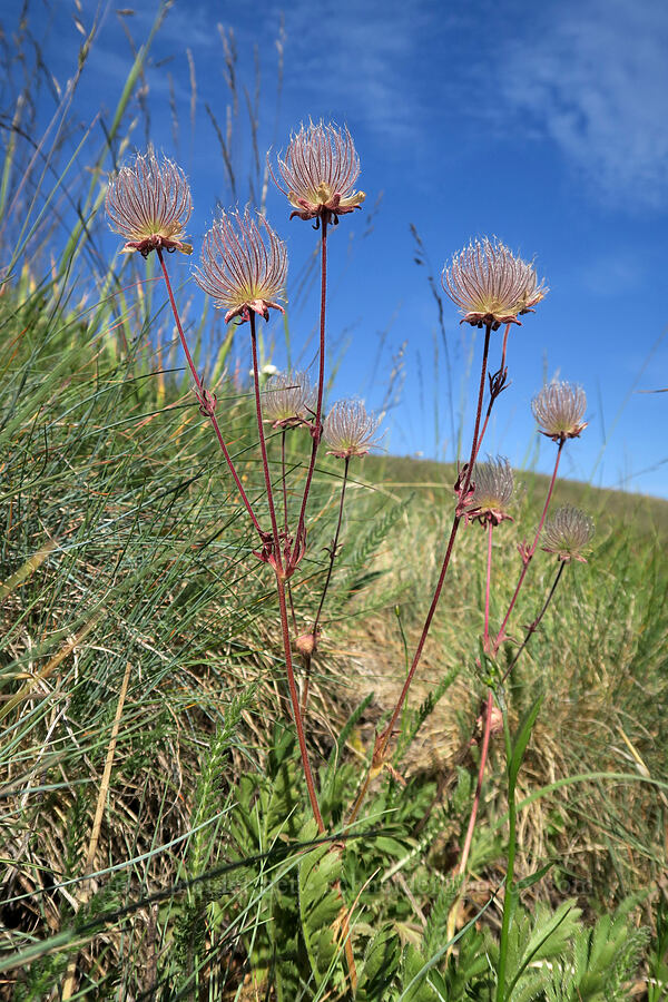 prairie smoke (Geum triflorum) [Hurricane Hill, Olympic National Park, Clallam County, Washington]