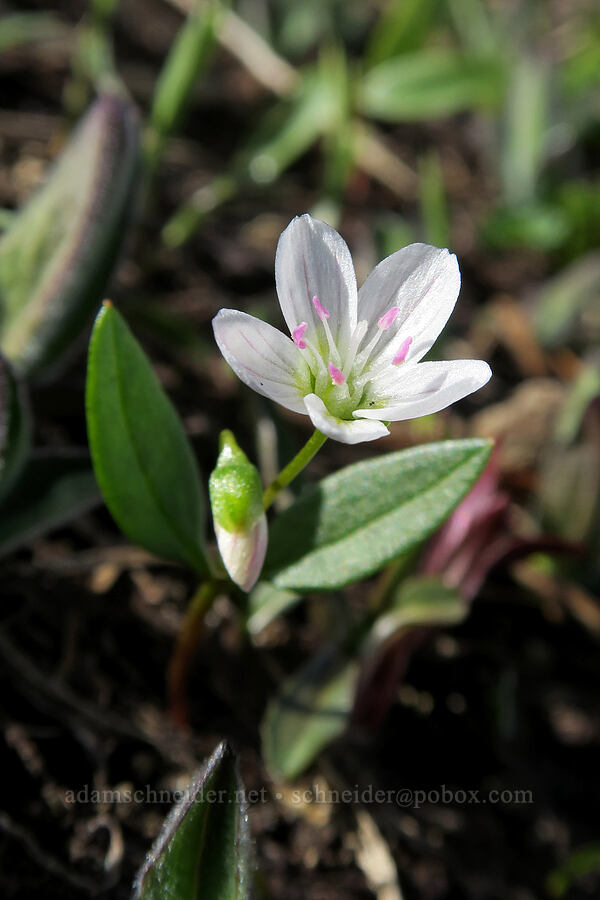 lance-leaf spring beauty (Claytonia lanceolata) [Hurricane Hill, Olympic National Park, Clallam County, Washington]