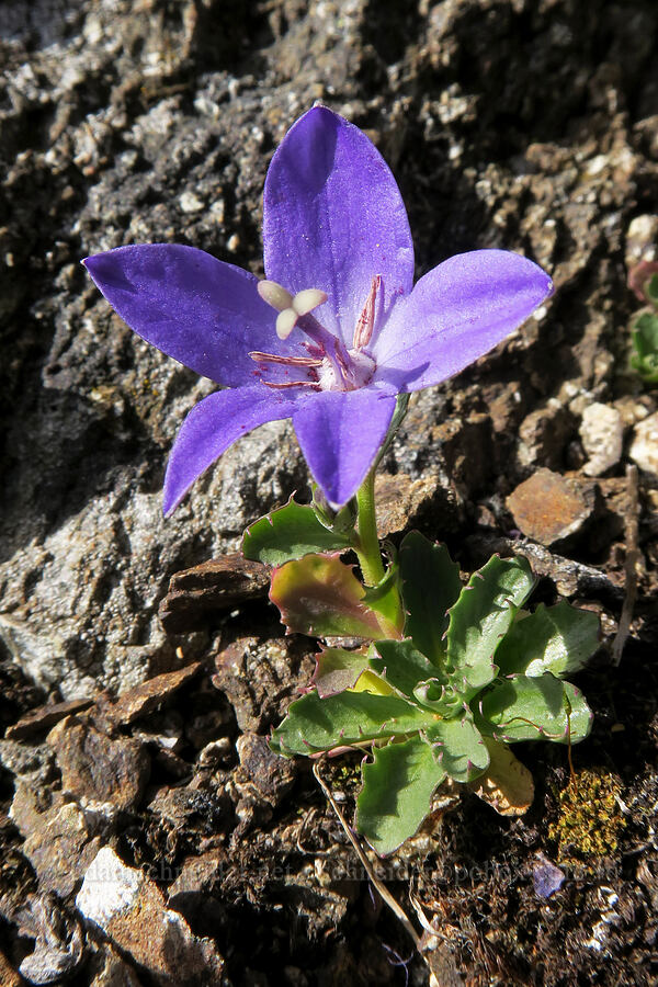 Olympic harebell (bellflower) (Campanula piperi) [Hurricane Hill, Olympic National Park, Clallam County, Washington]