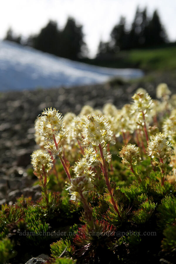 partridgefoot (Luetkea pectinata) [Hurricane Hill, Olympic National Park, Clallam County, Washington]