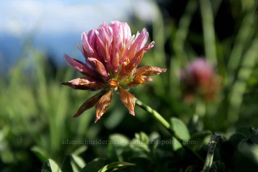 long-stalk clover (Trifolium longipes) [Hurricane Hill, Olympic National Park, Clallam County, Washington]