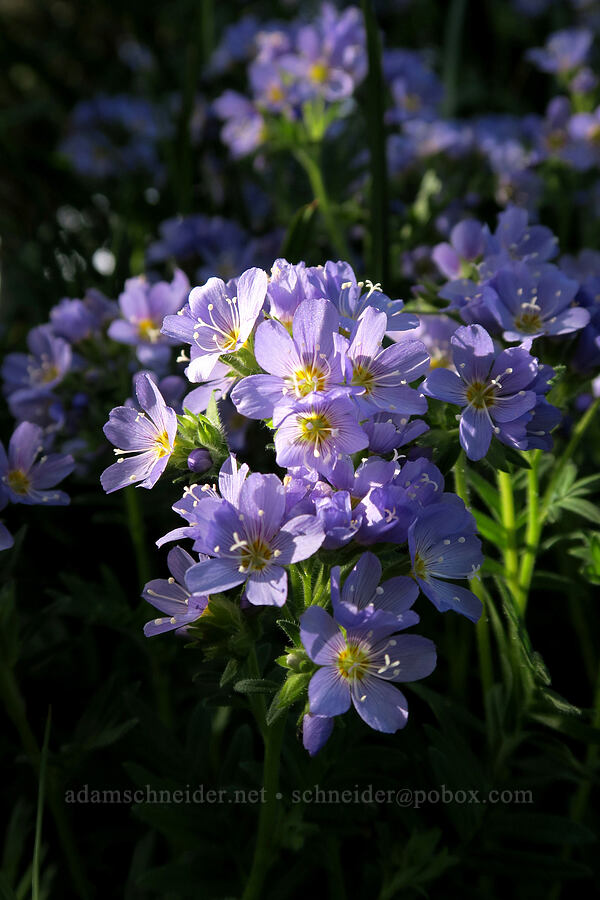 California Jacob's-ladder (Polemonium californicum) [Hurricane Hill, Olympic National Park, Clallam County, Washington]