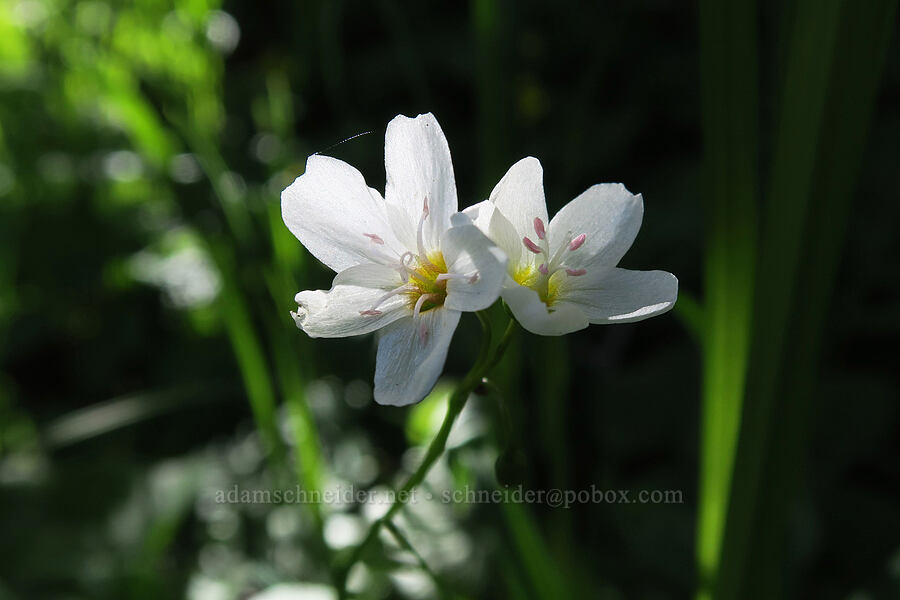 heart-leaf spring beauty (Claytonia cordifolia (Montia cordifolia)) [Hurricane Hill, Olympic National Park, Clallam County, Washington]