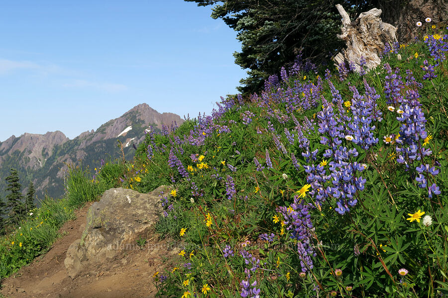 wildflowers [Hurricane Hill summit, Olympic National Park, Clallam County, Washington]