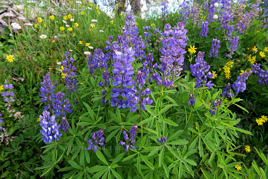 lupines (Lupinus latifolius) [Hurricane Hill summit, Olympic National Park, Clallam County, Washington]