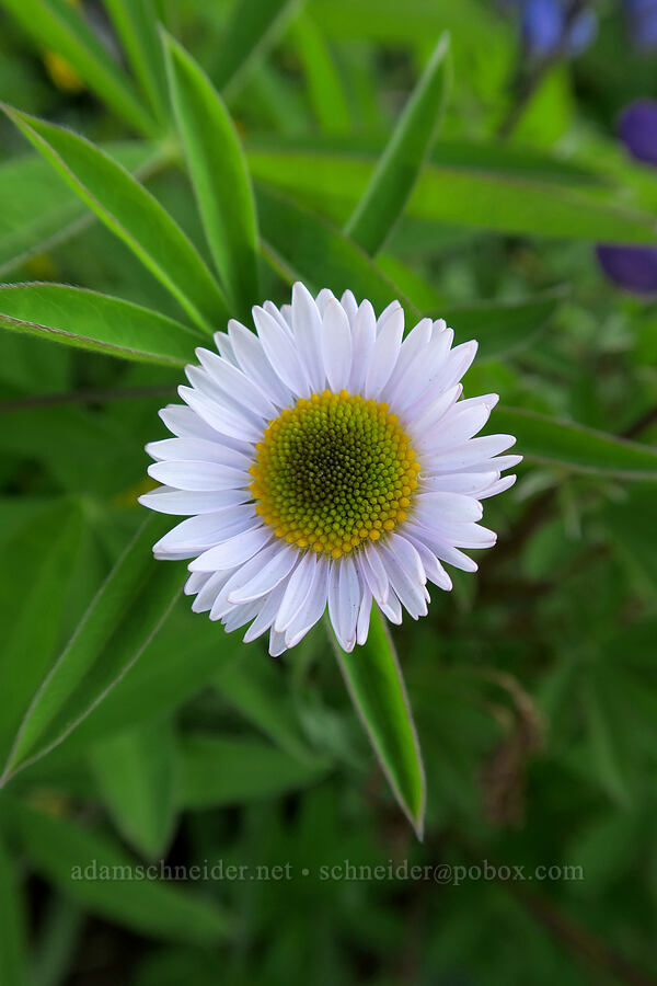 fleabane flower & lupine leaves (Erigeron sp., Lupinus sp.) [Hurricane Hill summit, Olympic National Park, Clallam County, Washington]