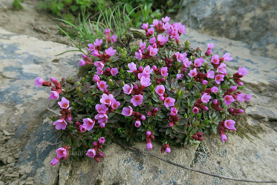 smooth douglasia (cliff dwarf-primrose) (Douglasia laevigata (Androsace laevigata)) [Hurricane Hill summit, Olympic National Park, Clallam County, Washington]