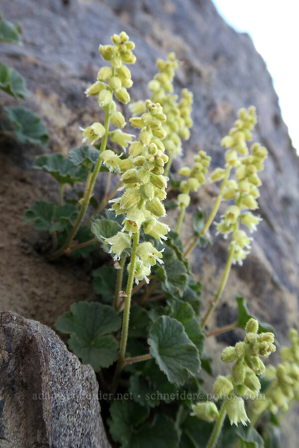 yellow coral-bells (fuzzy elmera) (Elmera racemosa) [Hurricane Hill summit, Olympic National Park, Clallam County, Washington]