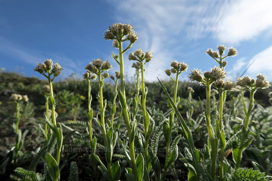 raceme pussy-toes (Antennaria racemosa) [Hurricane Hill summit, Olympic National Park, Clallam County, Washington]