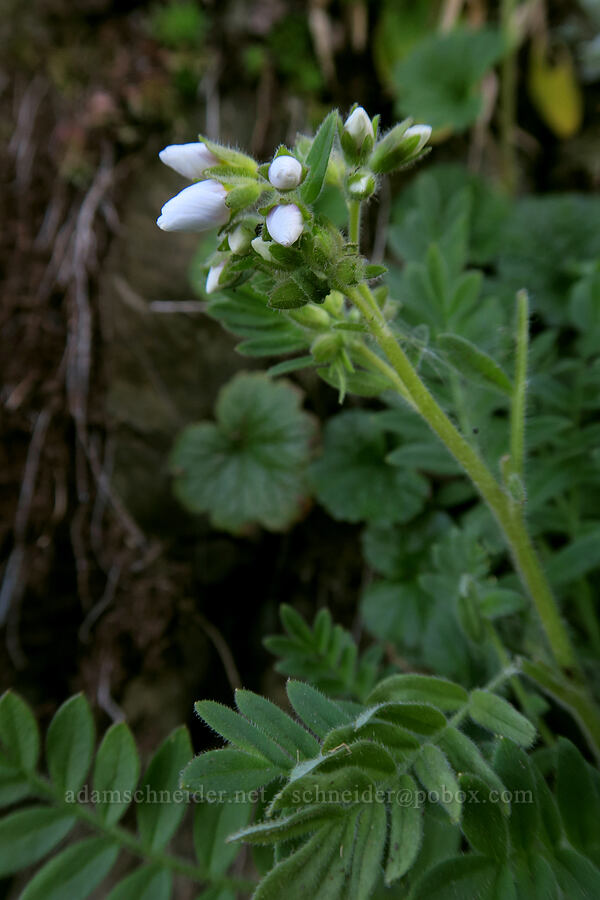 California Jacob's-ladder, budding (Polemonium californicum) [Hurricane Hill summit, Olympic National Park, Clallam County, Washington]