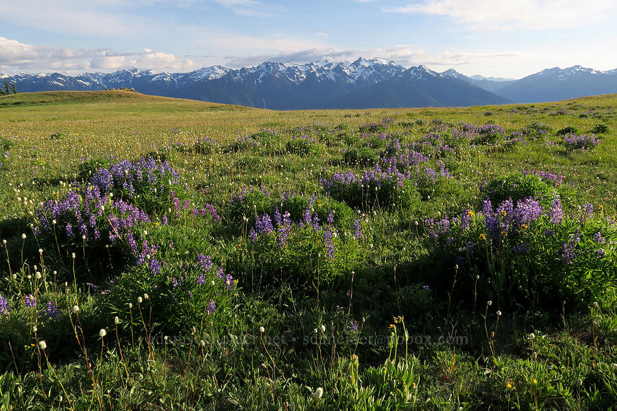 lupines (Lupinus latifolius) [Elwha to Hurricane Hill Trail, Olympic National Park, Clallam County, Washington]