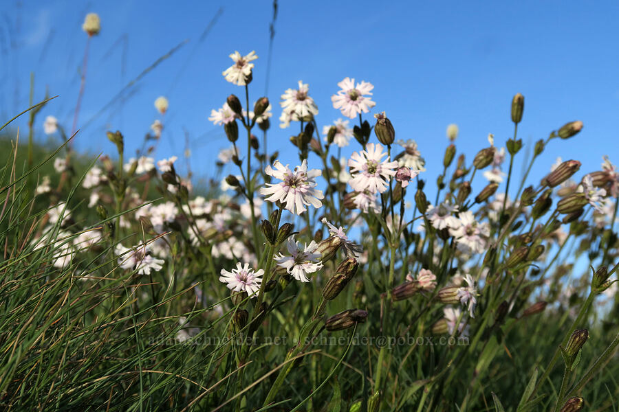 Parry's catchfly (Silene parryi) [Hurricane Hill Trail, Olympic National Park, Clallam County, Washington]