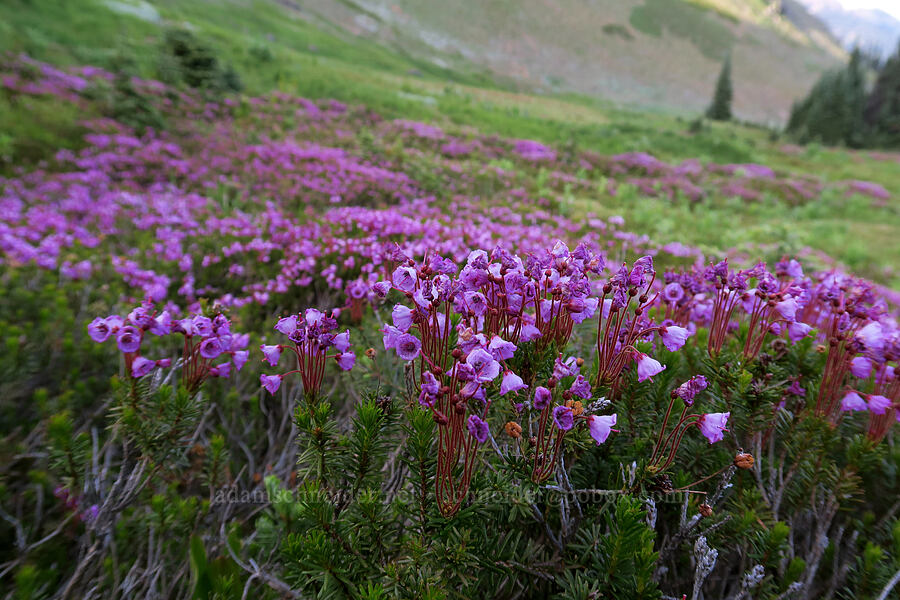pink mountain heather (Phyllodoce empetriformis) [Hurricane Hill Trail, Olympic National Park, Clallam County, Washington]
