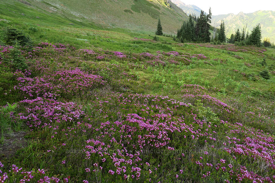 pink mountain heather (Phyllodoce empetriformis) [Hurricane Hill Trail, Olympic National Park, Clallam County, Washington]