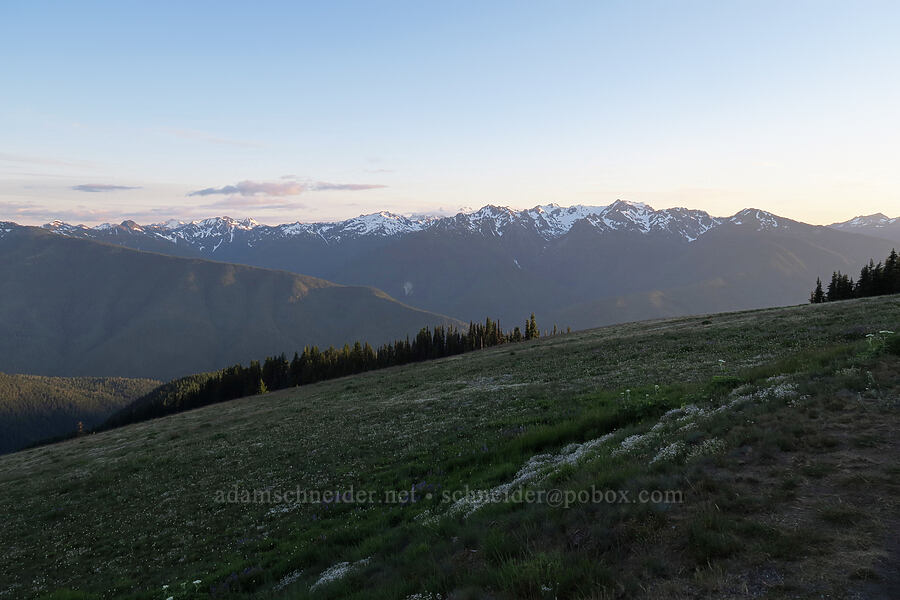 view toward Mt. Olympus [Hurricane Ridge, Olympic National Park, Clallam County, Washington]