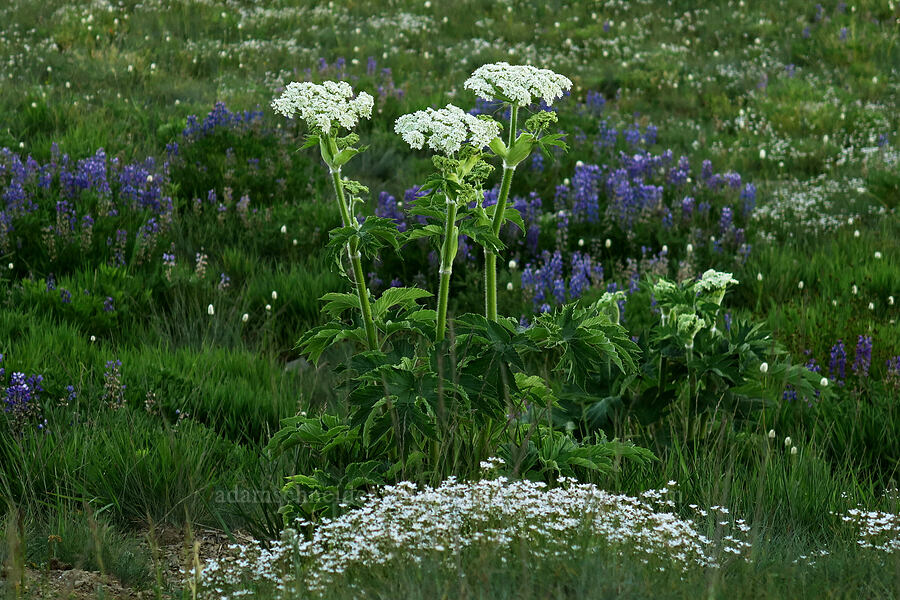 cow-parsnip, lupines, & sandwort (Heracleum maximum, Lupinus sp., Eremogone capillaris (Arenaria capillaris)) [Hurricane Ridge, Olympic National Park, Clallam County, Washington]