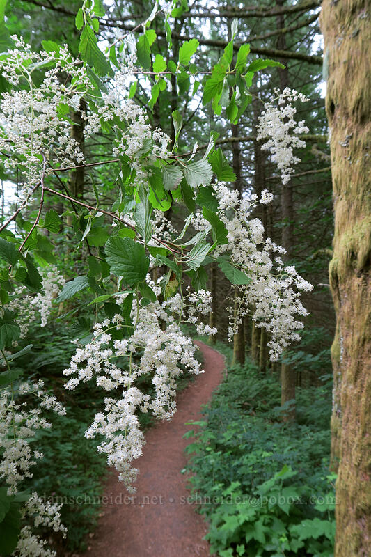 ocean spray (cream-bush) (Holodiscus discolor) [Hadley Trail, Beacon Rock State Park, Skamania County, Washington]