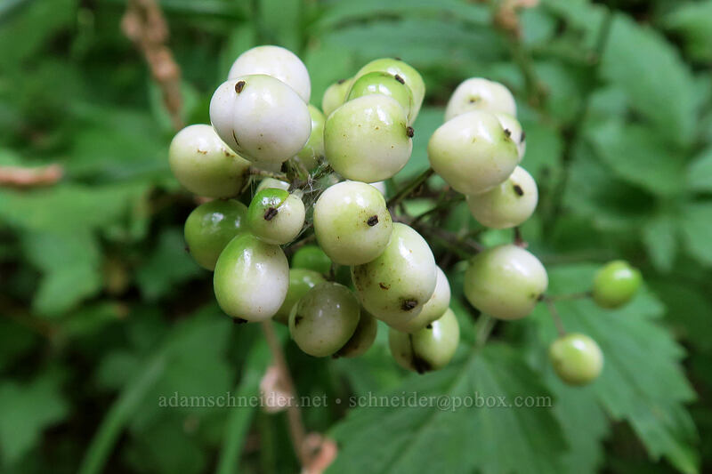 white baneberries (Actaea rubra f. neglecta) [Hadley Trail, Beacon Rock State Park, Skamania County, Washington]