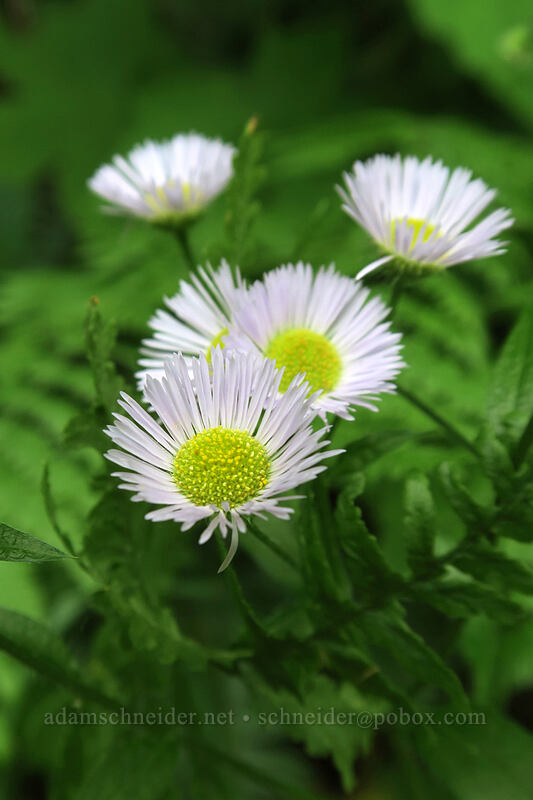 annual fleabane (Erigeron annuus) [Hadley Trail, Beacon Rock State Park, Skamania County, Washington]