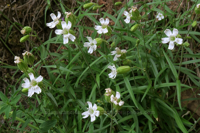 Douglas' catchfly (Silene douglasii) [Hamilton Mountain Trail, Beacon Rock State Park, Skamania County, Washington]