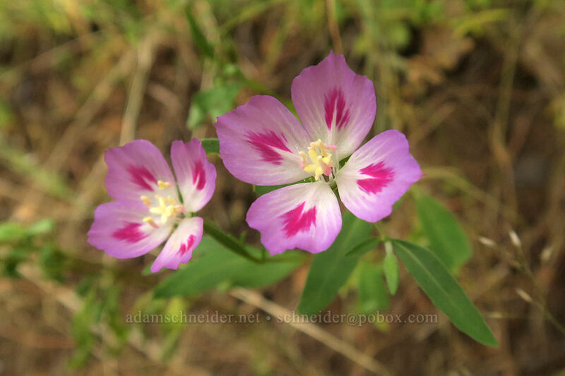 farewell-to-spring (Clarkia amoena (Godetia amoena)) [Hamilton Mountain Trail, Beacon Rock State Park, Skamania County, Washington]