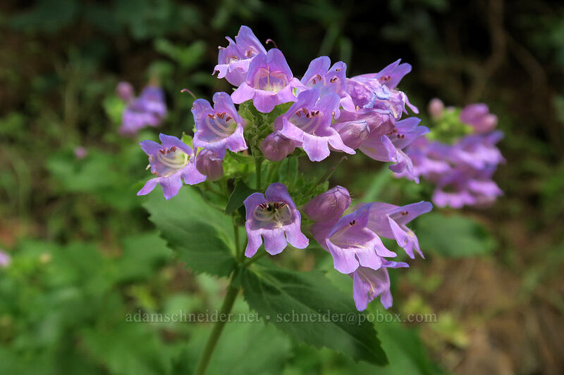 Cascade penstemon (Penstemon serrulatus) [Hamilton Mountain Trail, Beacon Rock State Park, Skamania County, Washington]