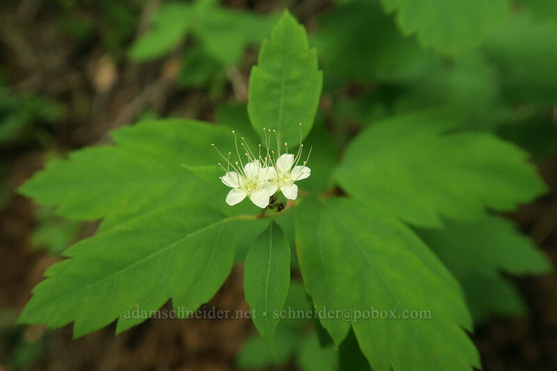 white spirea (Spiraea lucida (Spiraea betulifolia var. lucida)) [Hamilton Mountain Trail, Beacon Rock State Park, Skamania County, Washington]