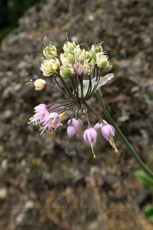nodding onion (Allium cernuum) [Hamilton Mountain Trail, Beacon Rock State Park, Skamania County, Washington]