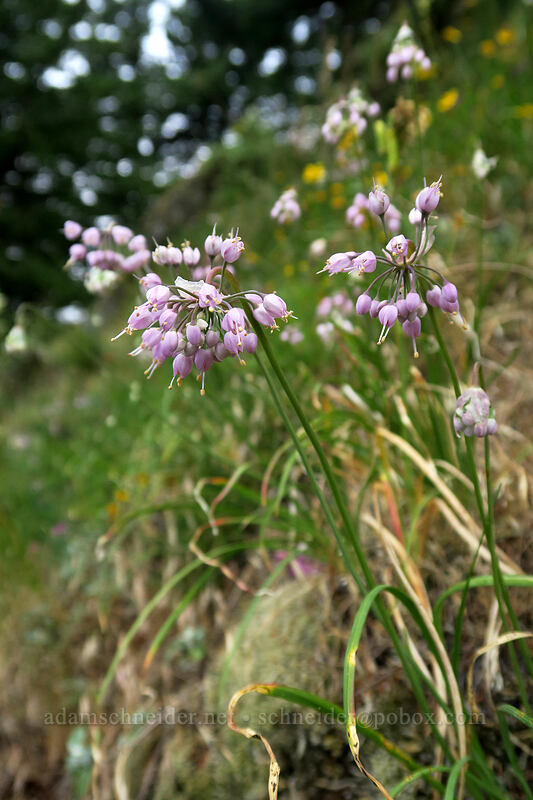 nodding onion (Allium cernuum) [Hamilton Mountain Trail, Beacon Rock State Park, Skamania County, Washington]