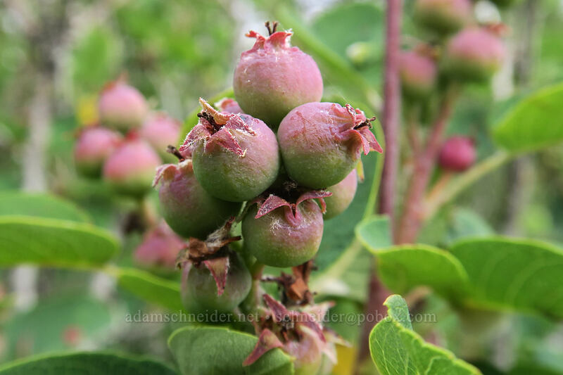 servcieberries (Amelanchier alnifolia) [Little Hamilton Mountain, Beacon Rock State Park, Skamania County, Washington]