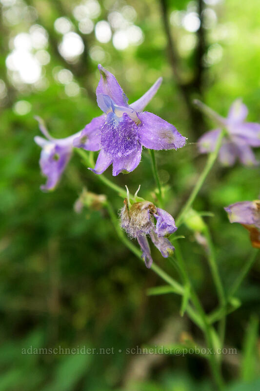 larkspur (Delphinium sp.) [Hamilton Mountain Trail, Beacon Rock State Park, Skamania County, Washington]