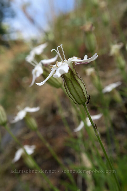Douglas' catchfly (Silene douglasii) [Hamilton Mountain Trail, Beacon Rock State Park, Skamania County, Washington]
