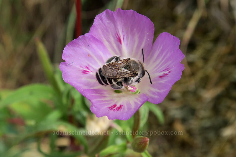 leaf-cutter bee on farewell-to-spring (Megachile sp., Clarkia amoena (Godetia amoena)) [Hamilton Mountain Trail, Beacon Rock State Park, Skamania County, Washington]