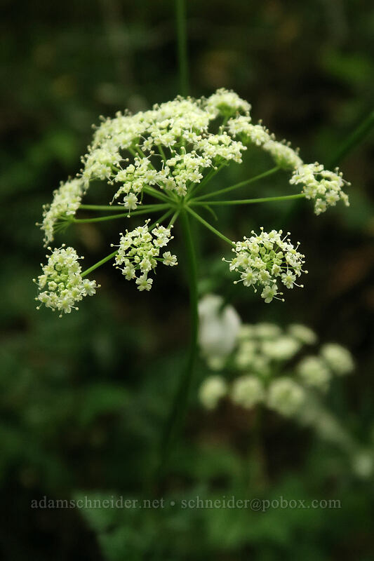 celery-leaf licorice-root (lovage) (Ligusticum apiifolium) [Hamilton Mountain Trail, Beacon Rock State Park, Skamania County, Washington]