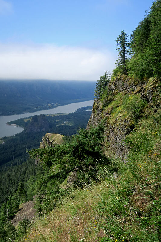 clifftop meadow [Hamilton Mountain, Beacon Rock State Park, Skamania County, Washington]