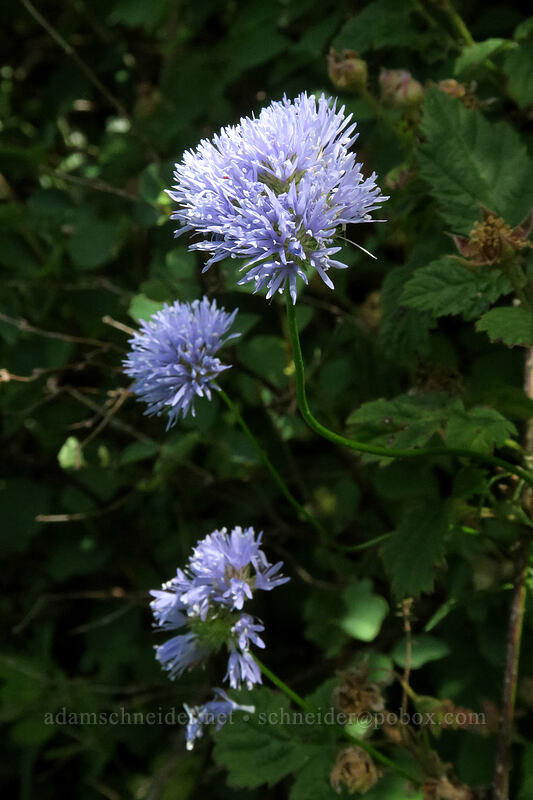 blue-head gilia (Gilia capitata) [Hamilton Mountain Trail, Beacon Rock State Park, Skamania County, Washington]