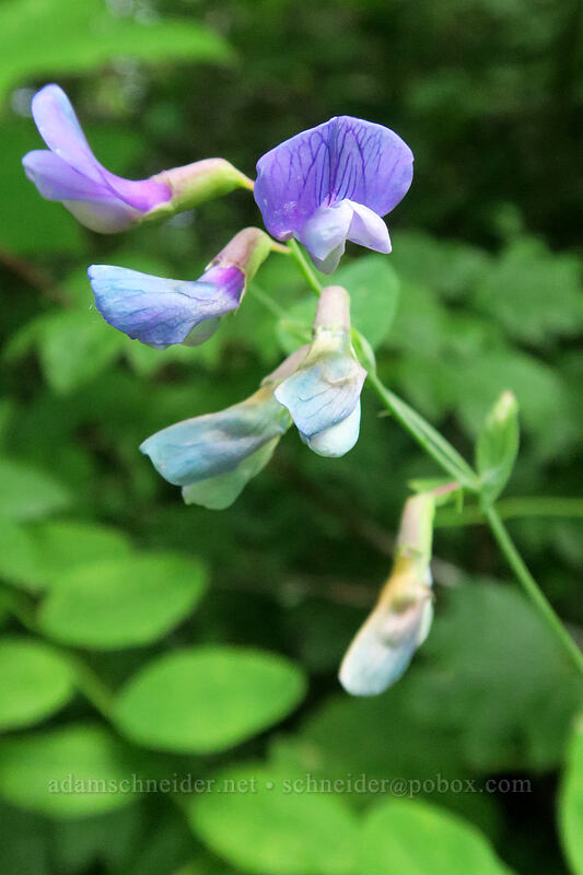pea-vine (Lathyrus sp.) [Hamilton Mountain Trail, Beacon Rock State Park, Skamania County, Washington]