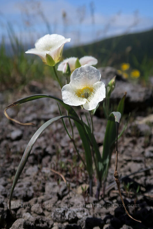 subalpine mariposa lilies (Calochortus subalpinus) [Hamilton Mountain Trail, Beacon Rock State Park, Skamania County, Washington]