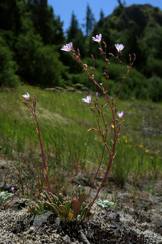 Columbia lewisia (Lewisia columbiana) [Hamilton Mountain Trail, Beacon Rock State Park, Skamania County, Washington]