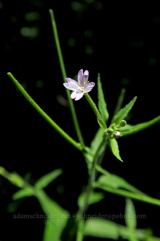 common willow-herb (Epilobium ciliatum) [Hadley Trail, Beacon Rock State Park, Skamania County, Washington]