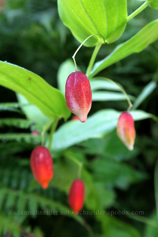 clasping twisted-stalk berries (Streptopus amplexifolius) [Sunrise Mine Trail, Mount Baker-Snoqualmie National Forest, Snohomish County, Washington]