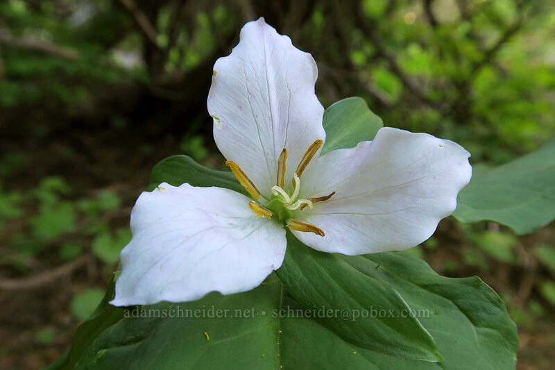 very late trillium (Trillium ovatum) [Sunrise Mine Trail, Mount Baker-Snoqualmie National Forest, Snohomish County, Washington]
