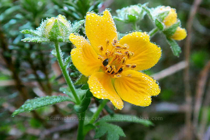 dew on fan-leaf cinquefoil (Potentilla flabellifolia) [Sunrise Mine Trail, Mount Baker-Snoqualmie National Forest, Snohomish County, Washington]