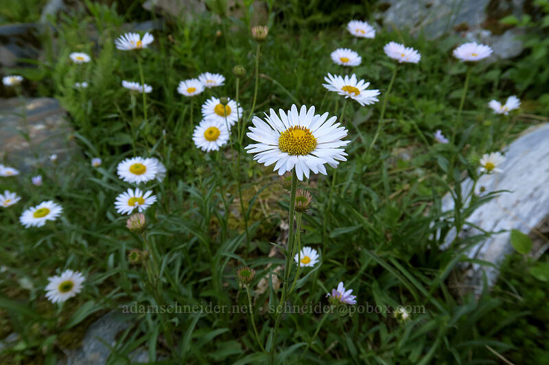subalpine fleabane (Erigeron glacialis var. glacialis) [Sunrise Mine Trail, Mount Baker-Snoqualmie National Forest, Snohomish County, Washington]