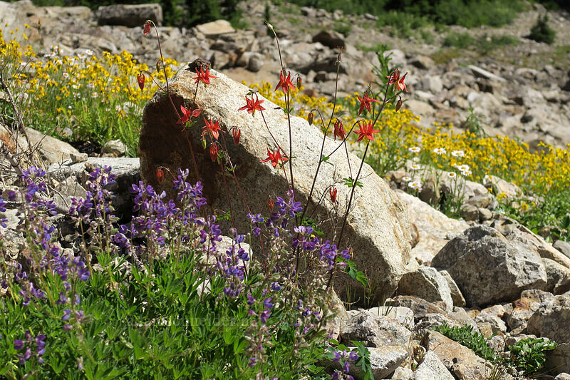 columbine, lupine, & arnica (Aquilegia formosa, Lupinus latifolius, Arnica latifolia) [Sunrise Mine Trail, Morning Star NRCA, Snohomish County, Washington]
